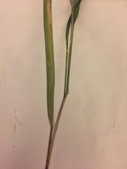 Dichanthelium angustifolium