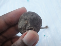 Thespesia populnea