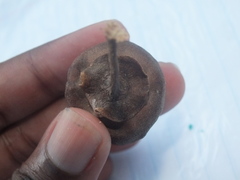 Thespesia populnea