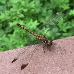 Sympetrum infuscatum