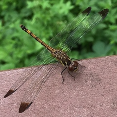 Sympetrum infuscatum