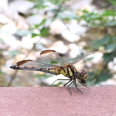 Sympetrum infuscatum