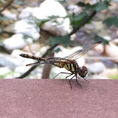 Sympetrum infuscatum