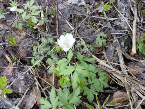 Image of Altaic Anemone (Anemonoides altaica) by no rights reserved