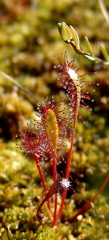 Drosera anglica