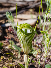 Pterostylis robusta