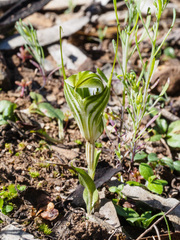 Pterostylis robusta
