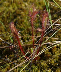 Drosera anglica