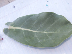 Calotropis procera