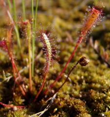 Drosera anglica