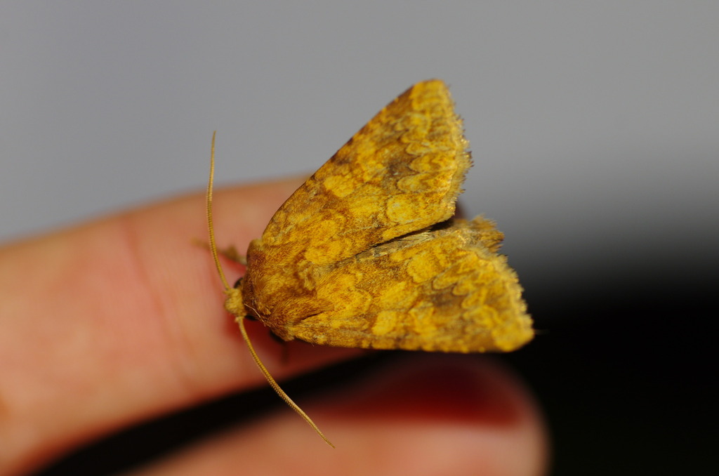 Barrett's Marbled Coronet