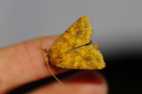 Barrett's Marbled Coronet