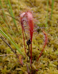 Drosera anglica