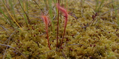 Drosera anglica