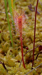 Drosera anglica