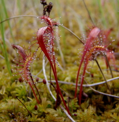 Drosera anglica