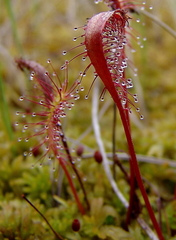 Drosera anglica