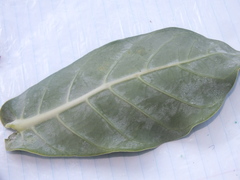 Calotropis procera