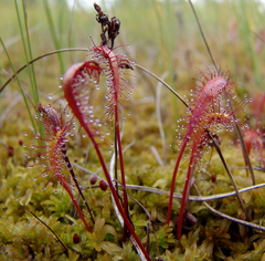 Drosera anglica