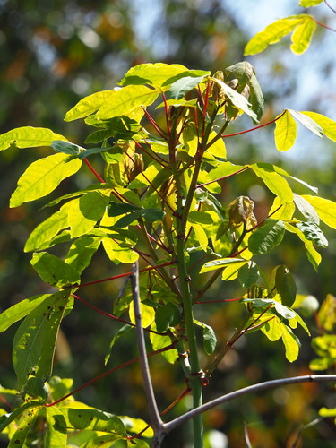 Manihot esculenta