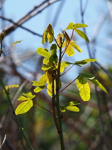 Manihot esculenta