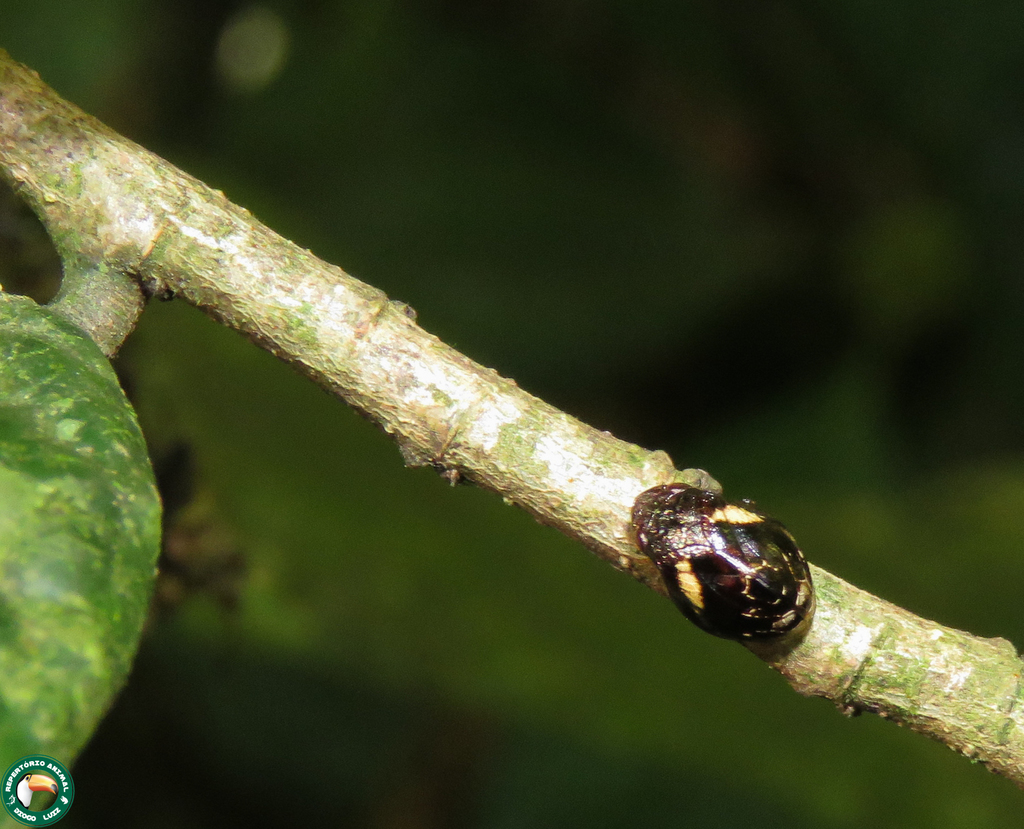 Orthorapha