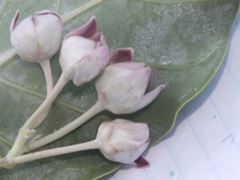 Calotropis procera