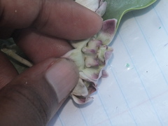 Calotropis procera