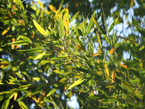 Image of Phyllostachys makinoi by no rights reserved