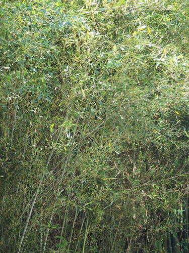 Image of Phyllostachys makinoi by no rights reserved