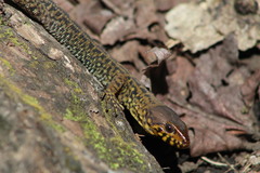 Lepidophyma pajapanensis