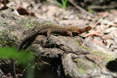 Lepidophyma pajapanensis
