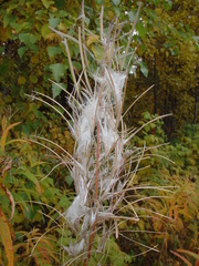 Chamaenerion angustifolium