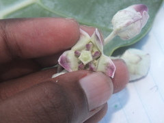 Calotropis procera