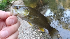 Micropterus dolomieu