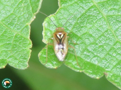 Proba vittiscutis