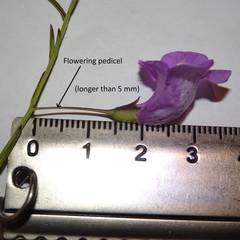 Agalinis strictifolia