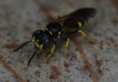 Philanthus lepidus