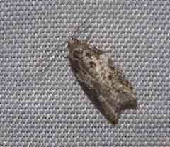 Acleris variana