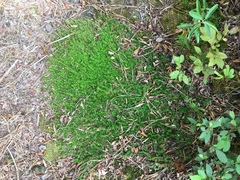 Pyxidanthera barbulata