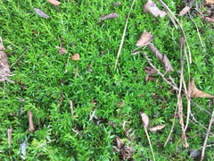 Pyxidanthera barbulata