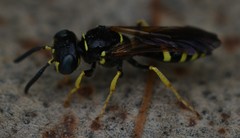 Philanthus lepidus