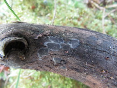 Trichoderma citrinoviride