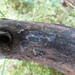 Trichoderma citrinoviride - Photo (c) maricel patino, algunos derechos reservados (CC BY-NC), subido por maricel patino