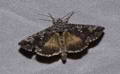 Syngrapha octoscripta