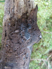 Trichoderma citrinoviride