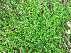 Pyxidanthera barbulata