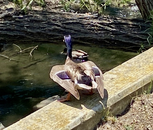 iNaturalist observation photo of Mallard