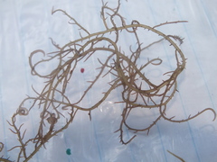 Hypnea musciformis