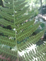 Athyrium